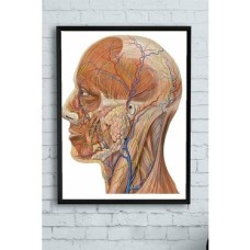 (PSTER10256) Biyoloji Eğitim Çerçeveli Tablo (50X70CM) (PSTER10256) Biyoloji Eğitim Çerçeveli Tablo (50X70CM)