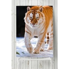 (PSTER5308) Kaplan Hayvan Posteri 60X90 cm