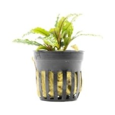 Bucephalandra Velvet Saksı Canlı Bitki