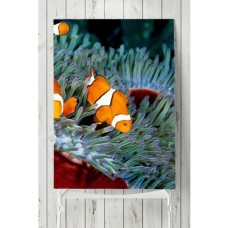 (PSTER2764) Balık Hayvan Posteri 70X100CM