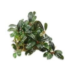 Bucephalandra Brownie Blue Saksı Canlı Bitki