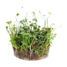 Marsilea Hirsuta In Canlı Bitki Marsilea Hirsuta In Canlı Bitki