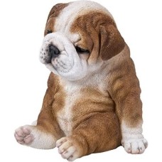 Prime Oturan Uykulu Bulldog Yavru Köpek